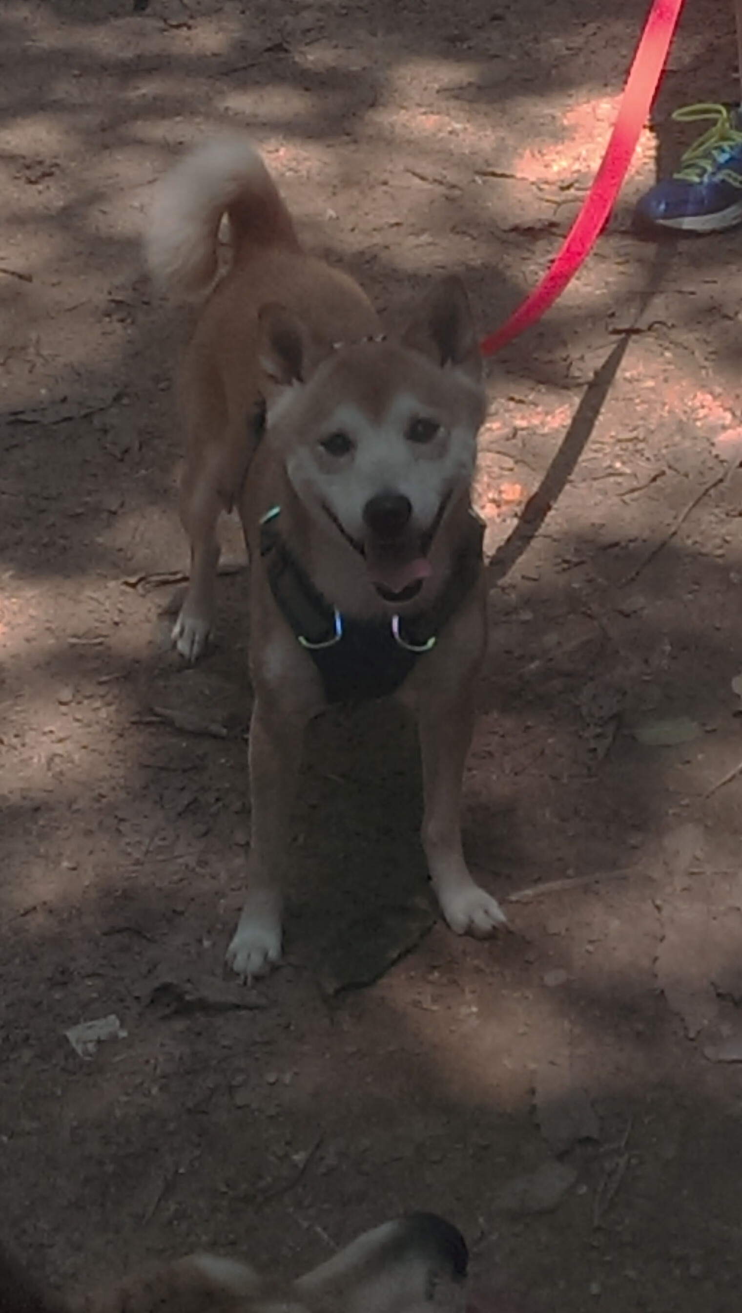 澳大利亚团队赛制分析：团体合作如何弥补个人弱点，澳大利亚队员