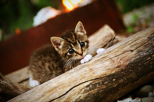 瑞典队乒乓战术：控制比赛节奏的核心技巧，瑞典乒乓球巅峰时期